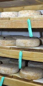 Affinage de tommes, fromages de chèvre au lait cru, à la Fromagerie des Cévennes